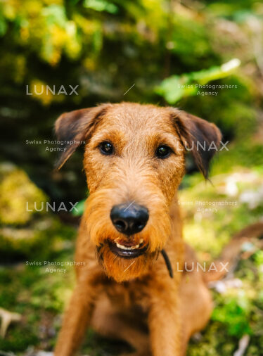 Fred, Hund von Janica Irina Madjar