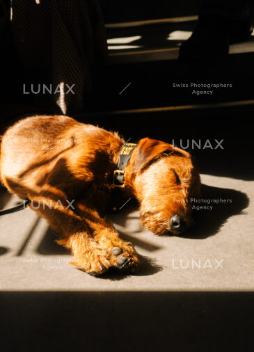Fred, Hund von Janica Irina Madjar