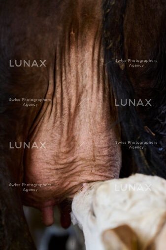 RHEINAU, 29.02.2024 - Hofreportage auf Gut Rheinau, dem schweizweit grössten Demeter-Betrieb. In der Rheinschlaufe wirkt eine Hofgemeinschaft, die versucht, hofinterne Kreisläufe möglichst zu schliessen und mit der mutter- und ammengebundenen Kälberau