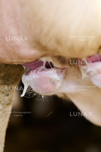 Hofreportage auf Gut Rheinau, dem schweizweit grössten Demeter-Betrieb