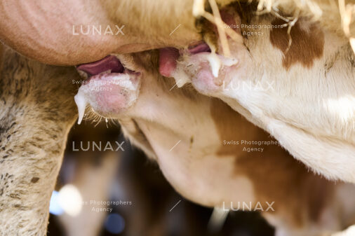 Hofreportage auf Gut Rheinau, dem schweizweit grössten Demeter-Betrieb