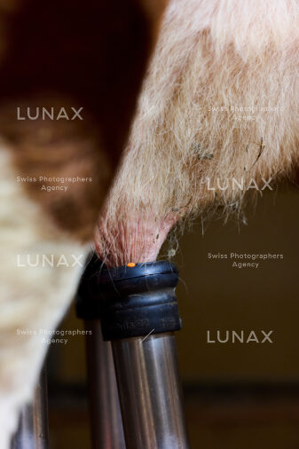 Hofreportage auf Gut Rheinau, dem schweizweit grössten Demeter-Betrieb