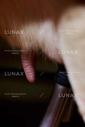 Hofreportage auf Gut Rheinau, dem schweizweit grössten Demeter-Betrieb