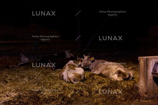 Hofreportage auf Gut Rheinau, dem schweizweit grössten Demeter-Betrieb