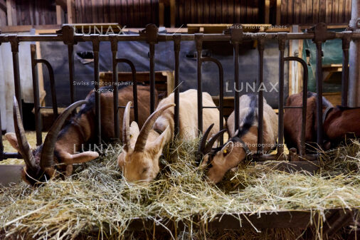 Hofreportage auf Gut Rheinau, dem schweizweit grössten Demeter-Betrieb