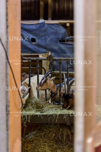 Hofreportage auf Gut Rheinau, dem schweizweit grössten Demeter-Betrieb