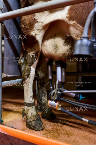 Hofreportage auf Gut Rheinau, dem schweizweit grössten Demeter-Betrieb