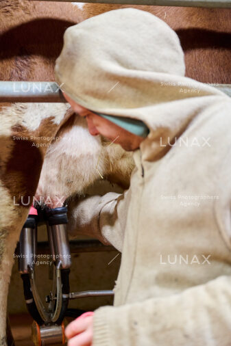 Hofreportage auf Gut Rheinau, dem schweizweit grössten Demeter-Betrieb