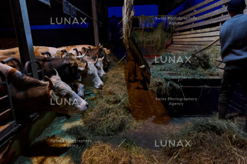 Hofreportage auf Gut Rheinau, dem schweizweit grössten Demeter-Betrieb