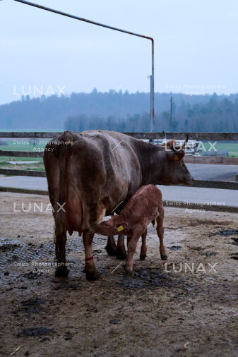 Hofreportage auf Gut Rheinau, dem schweizweit grössten Demeter-Betrieb