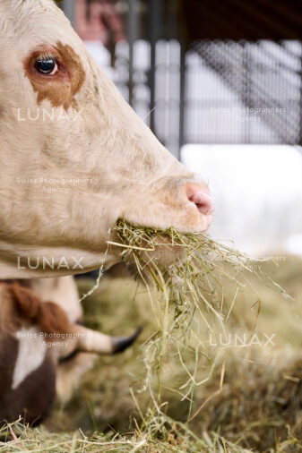Hofreportage auf Gut Rheinau, dem schweizweit grössten Demeter-Betrieb