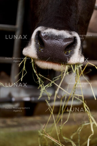 Hofreportage auf Gut Rheinau, dem schweizweit grössten Demeter-Betrieb