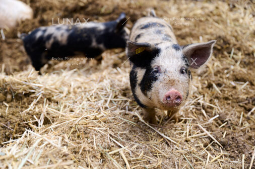 Hofreportage auf Gut Rheinau, dem schweizweit grössten Demeter-Betrieb