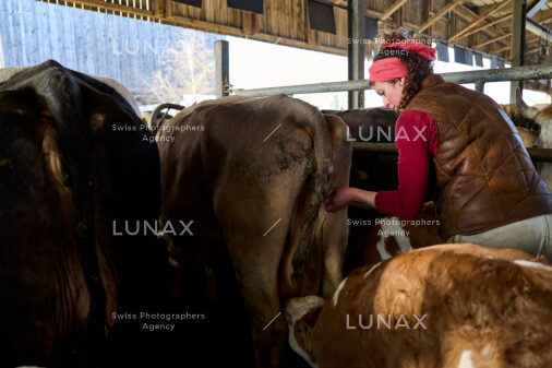 Hofreportage auf Gut Rheinau, dem schweizweit grössten Demeter-Betrieb
