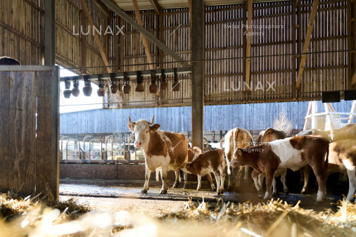Hofreportage auf Gut Rheinau, dem schweizweit grössten Demeter-Betrieb