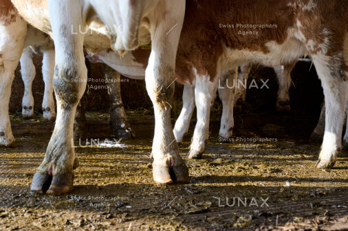 Hofreportage auf Gut Rheinau, dem schweizweit grössten Demeter-Betrieb
